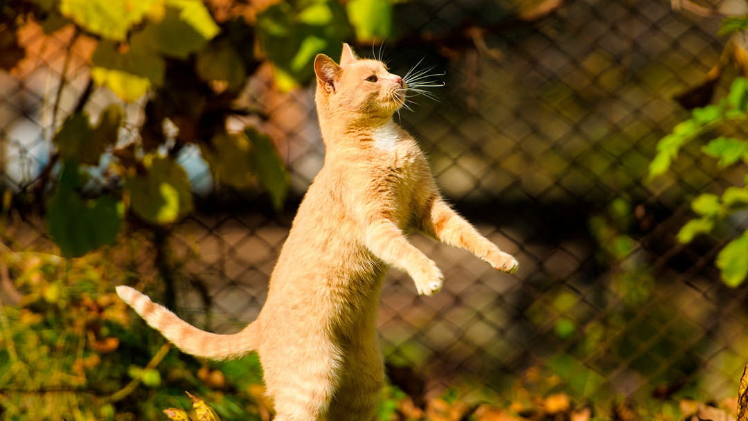 MANTENER A TU GATO SANO Y EN FORMA