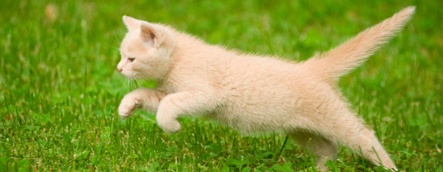 MANTENER A TU GATO SANO Y EN FORMA (1)