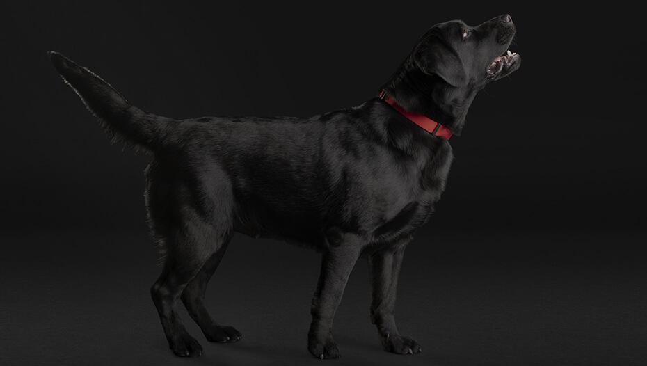 raza de perro Labrador negro
