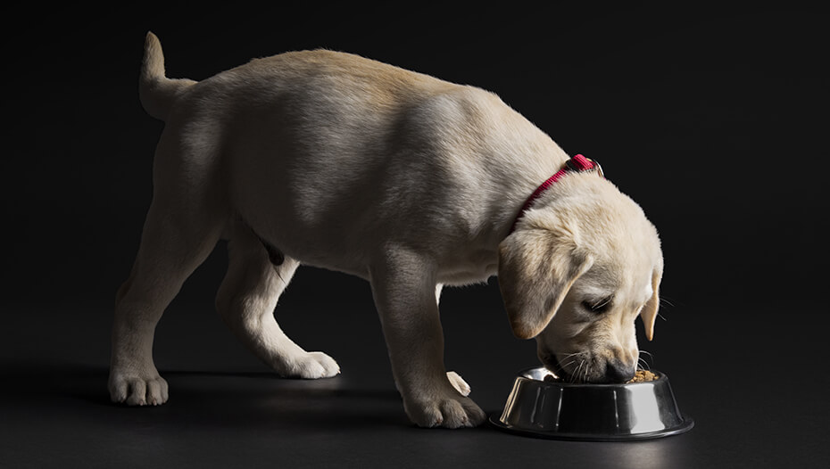 Cachorro de labrador comiendo de un bol