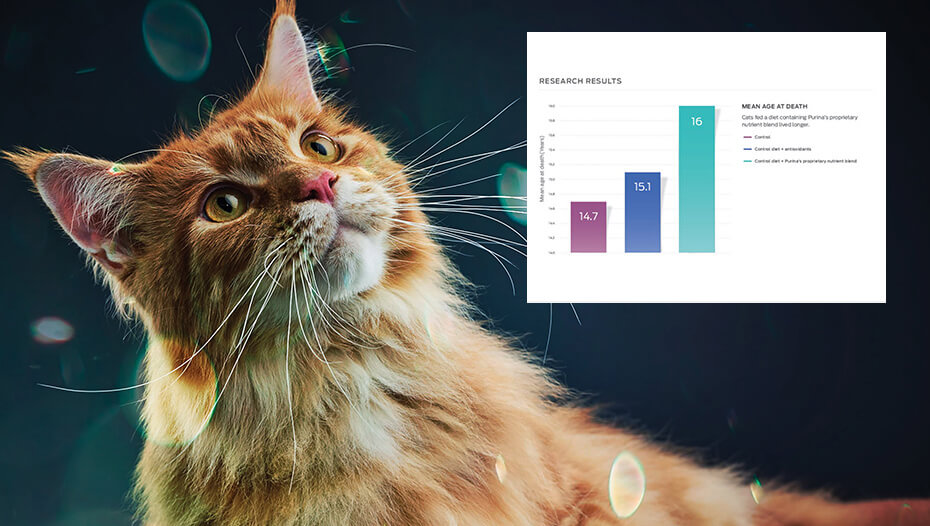 Gráfico de barras y gato atigrado