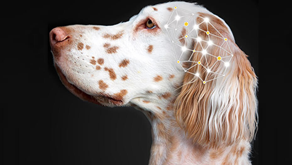 Perro con gráfico sobre el cerebro