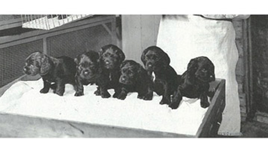 Imagen en blanco y negro de cachorros de Labrador