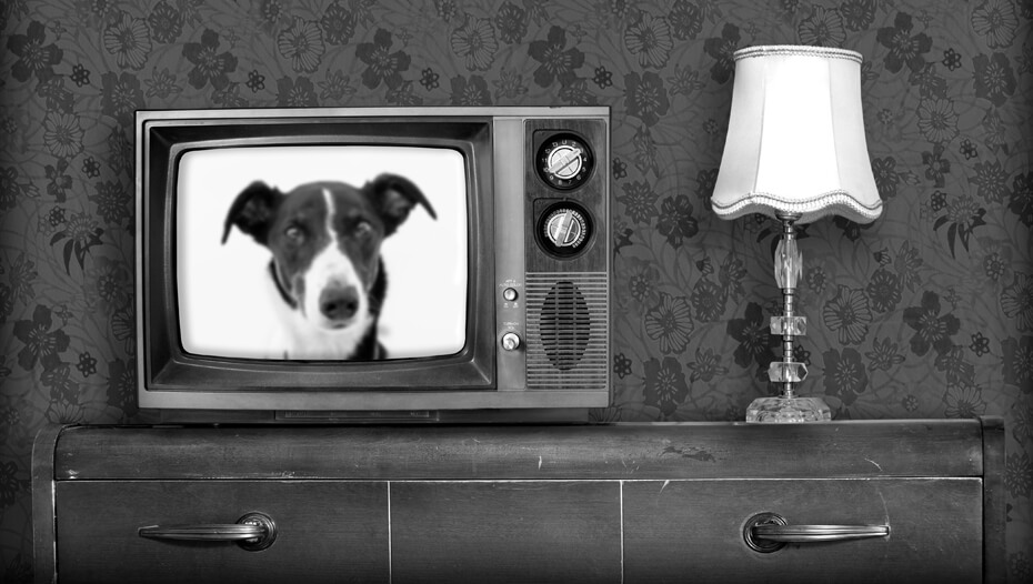 Viejo televisor en blanco y negro con perro