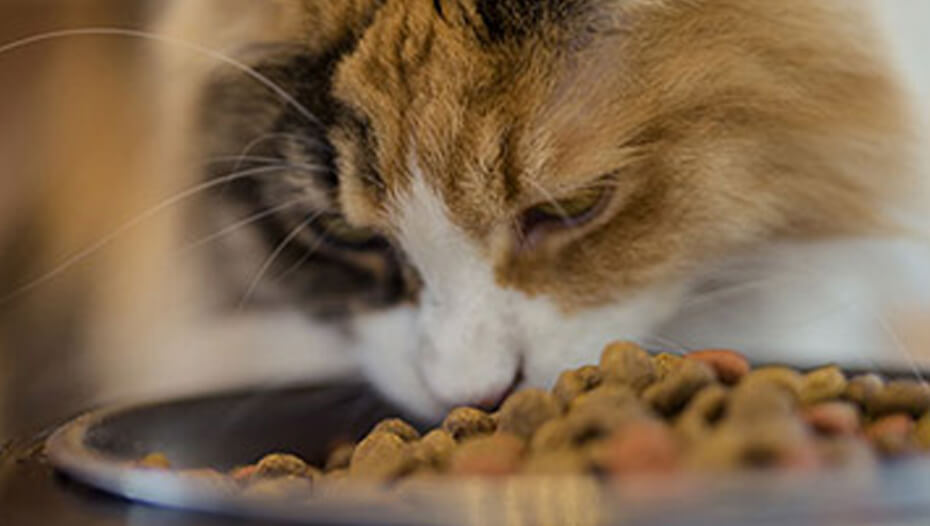 Gato carey comiendo de un bol de comida