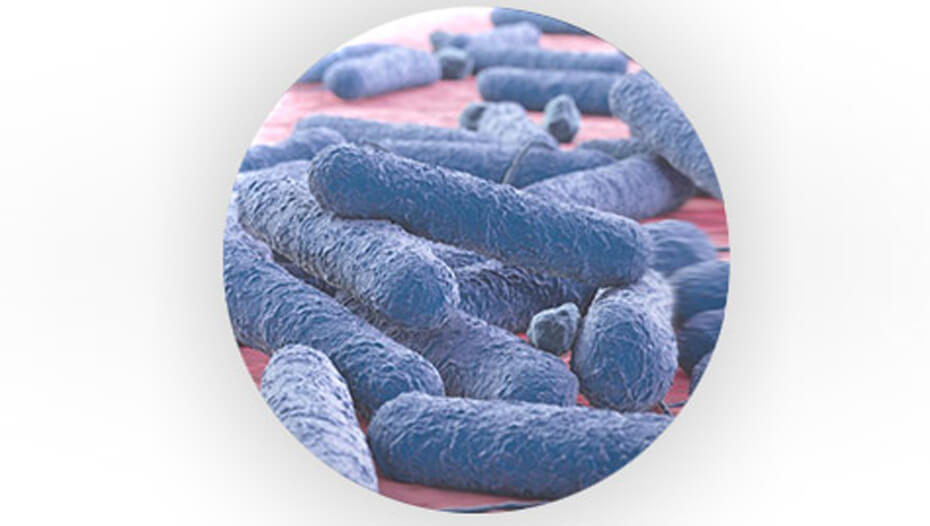 Bacterias prebióticas