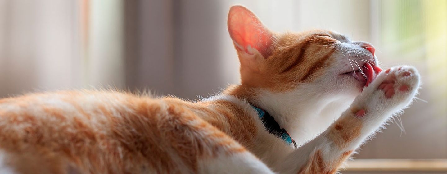 ¿Qué significa cuando un gato se lame mucho?