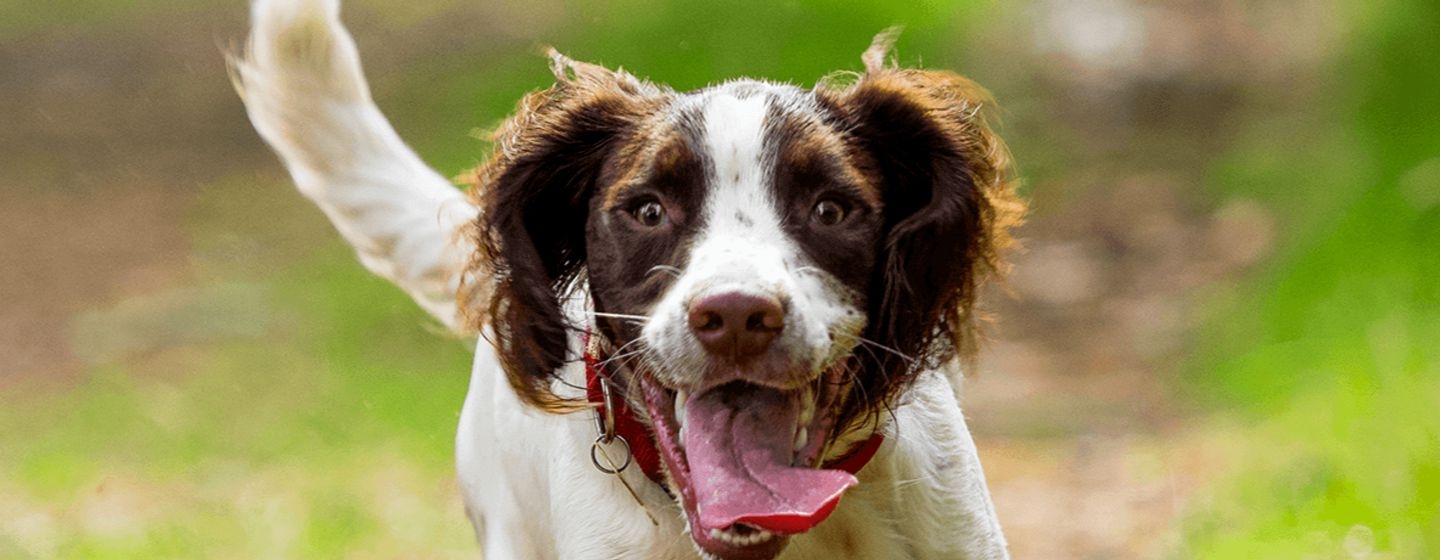 Perro marrón y blanco