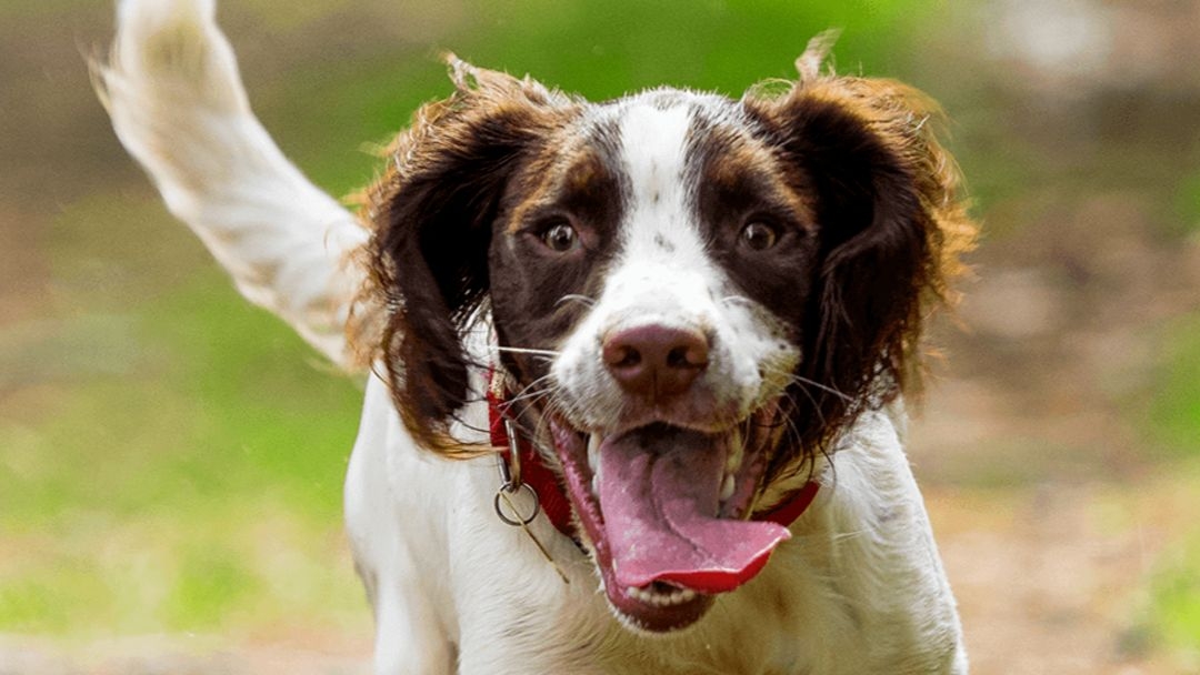 Perro marrón y blanco