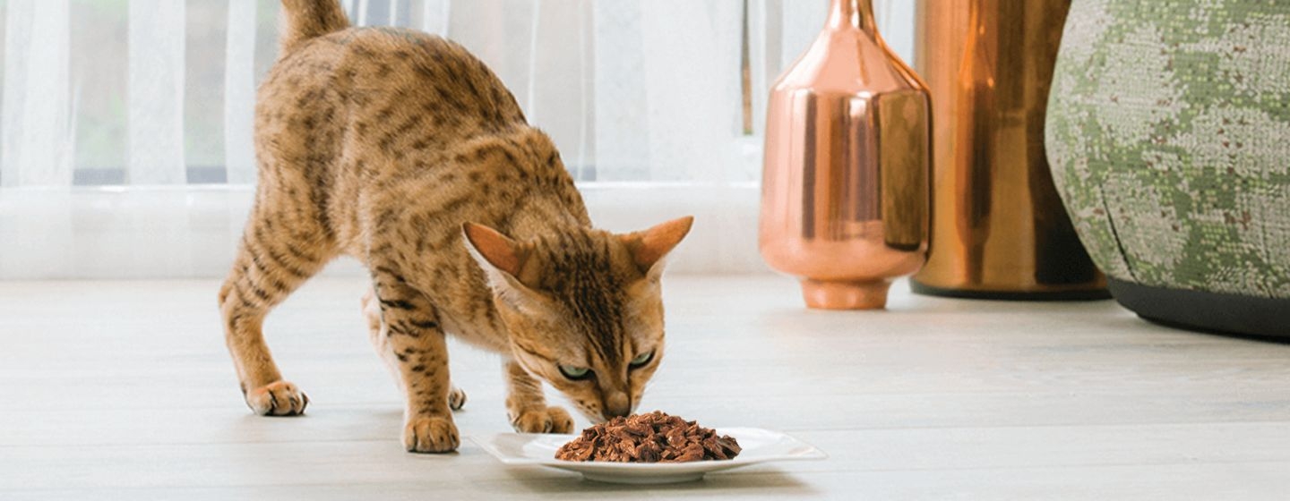 ¿Cuántas veces come un gato?