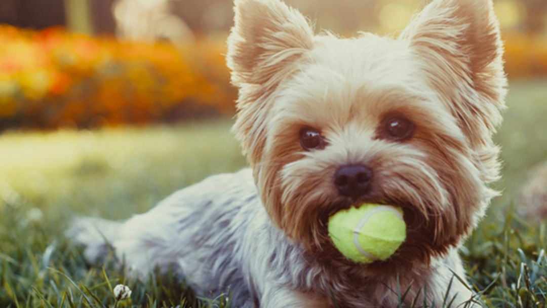 Perro de raza pequeña con pelota