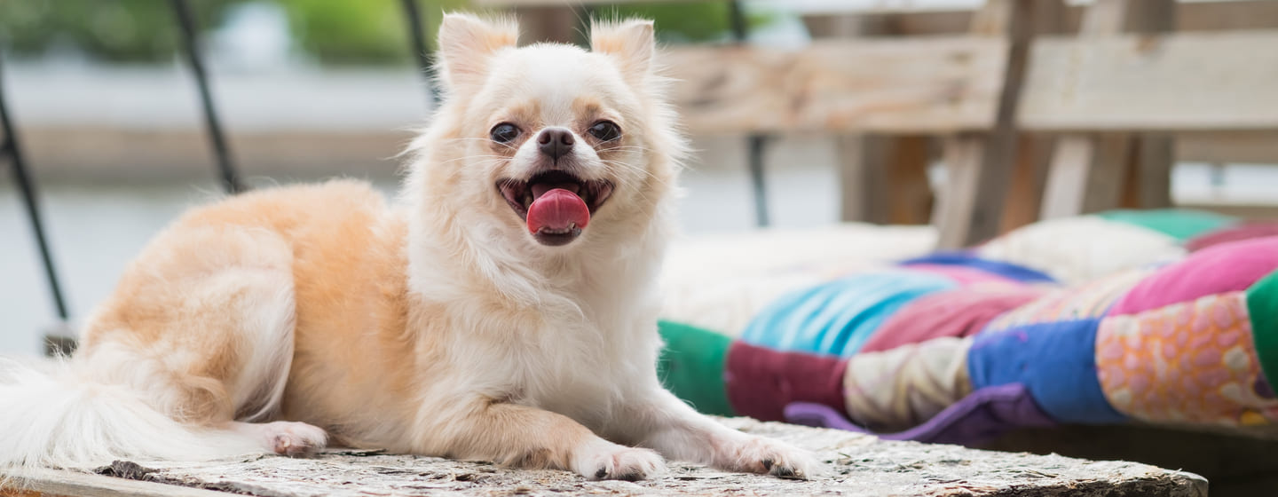 Razas de perros pequeños