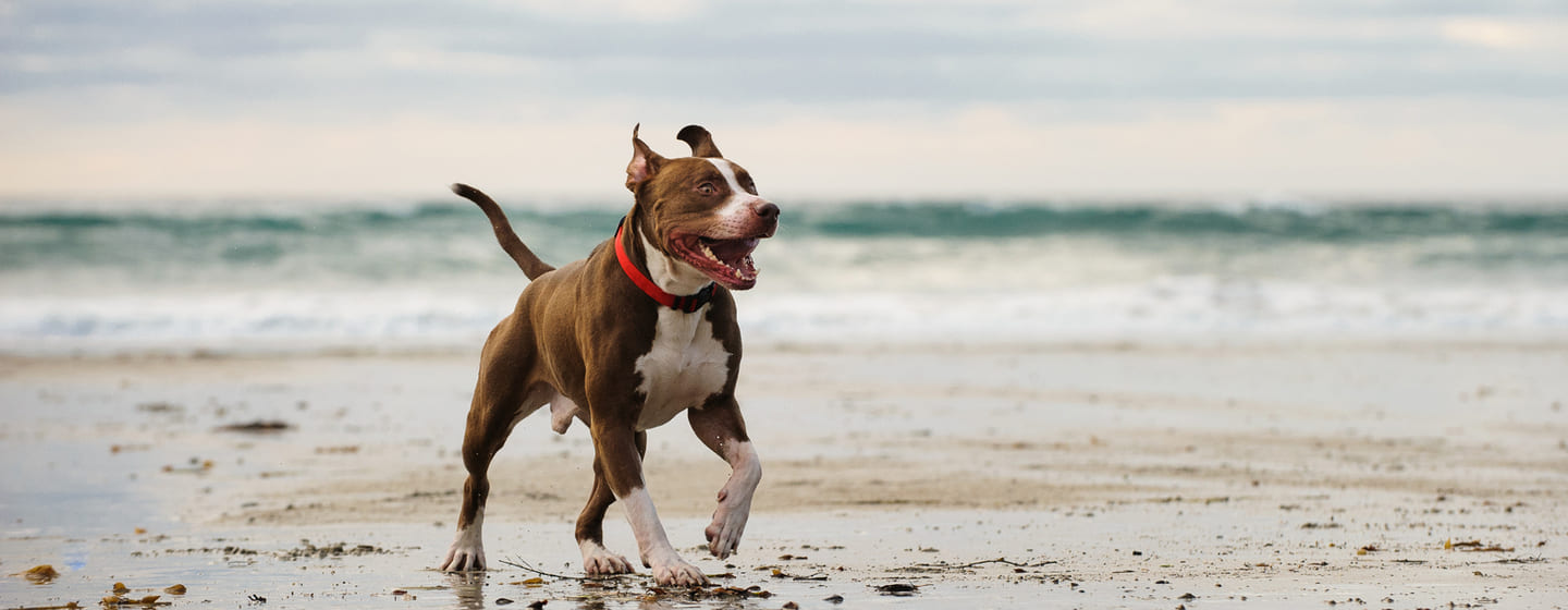 Perros medianos de pelo corto