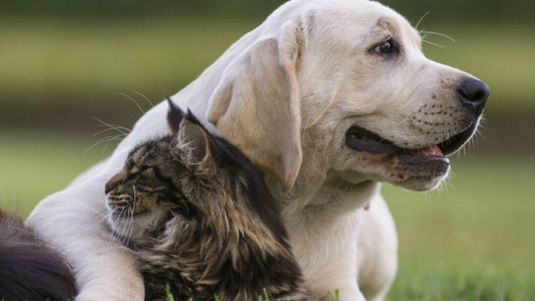 Relación perros y gatos