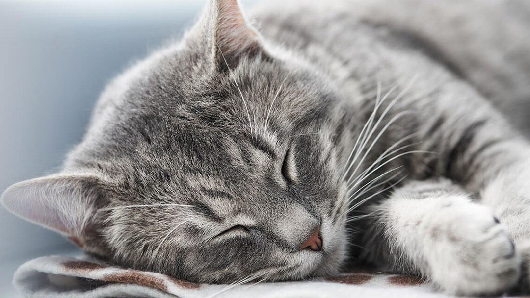 qué los gatos duermen tanto? | Purina®