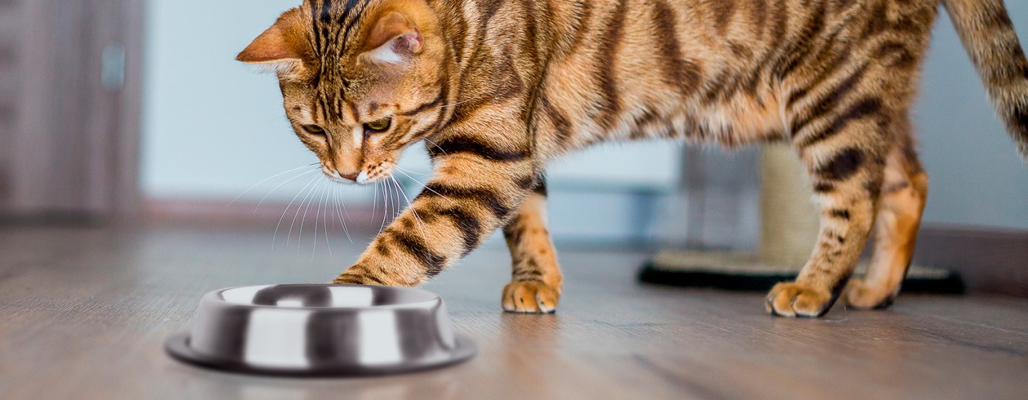 Útil cocina Salón de clases Síntomas de deshidratación en gatos | Purina®