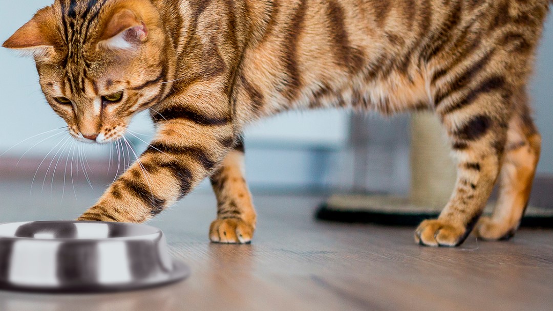 Casco agua matriz Síntomas de deshidratación en gatos | Purina®