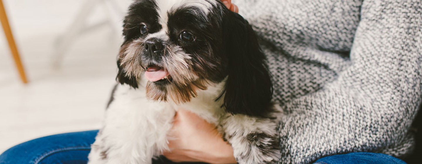 Schnauzer miniatura: perro de raza pequeña