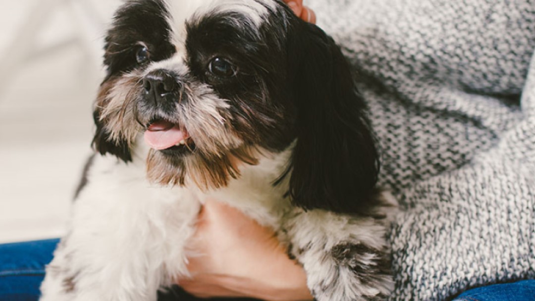 Schnauzer miniatura: perro de raza pequeña