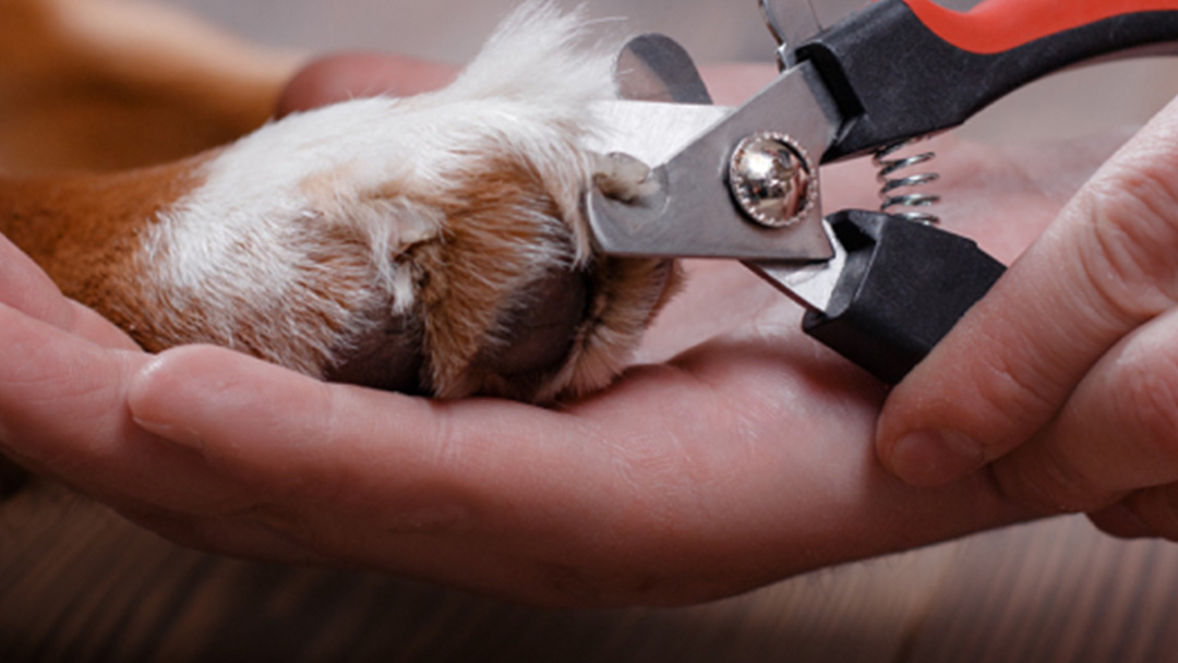 La importancia de cortar las uñas a tu perro  Clínica Veterinaria San Juan