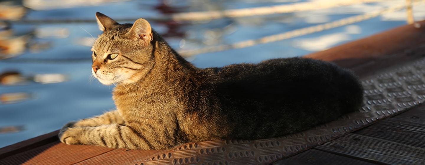 Temperatura corporal de los gatos