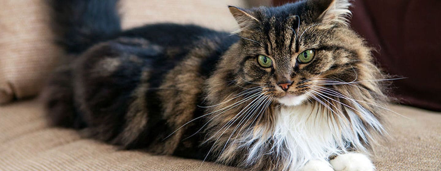 La llegada de un nuevo gato a casa