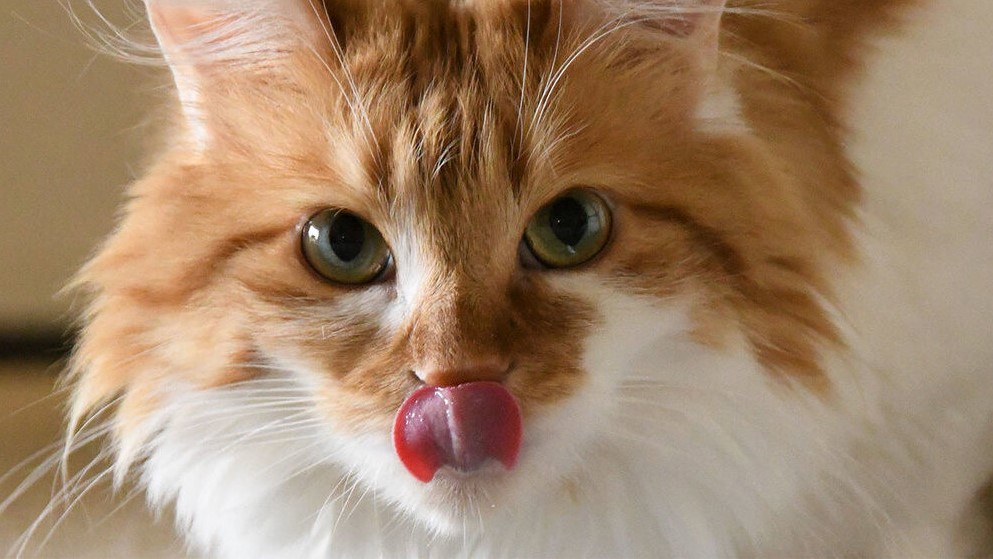 Gato de color naranja lamiéndose la nariz