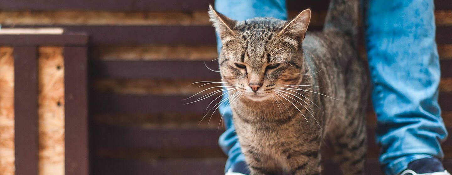 Eligen los gatos a su propietario