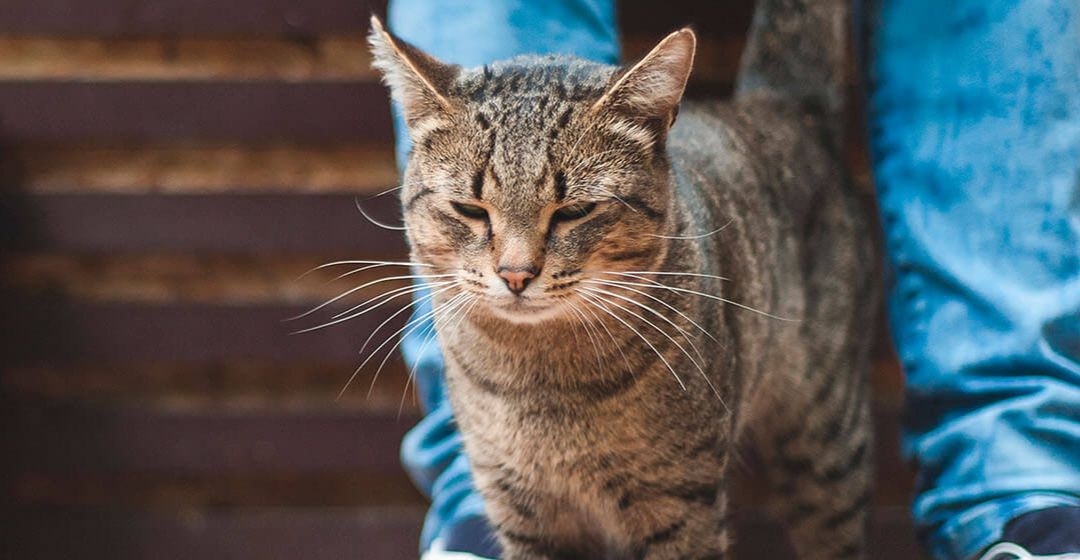 Firmar cebra Ajustamiento Eligen los gatos a su propietario? | Purina®