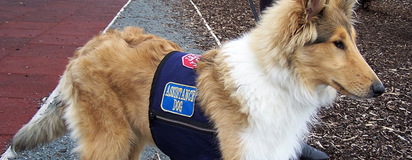 adiestramiento de perros de terapia