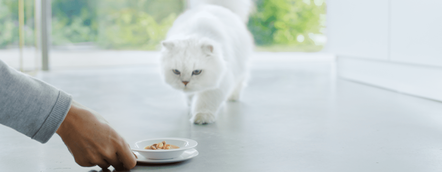 a tu gato con comida de calidad | Purina®