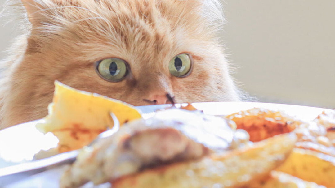 Descubre los alimentos prohibidos o tóxicos que no pueden comer los gatos
