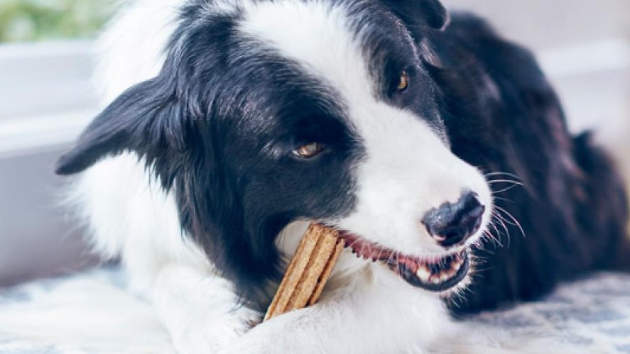 Cómo ayuda Purina® DentaLife® a tu perro