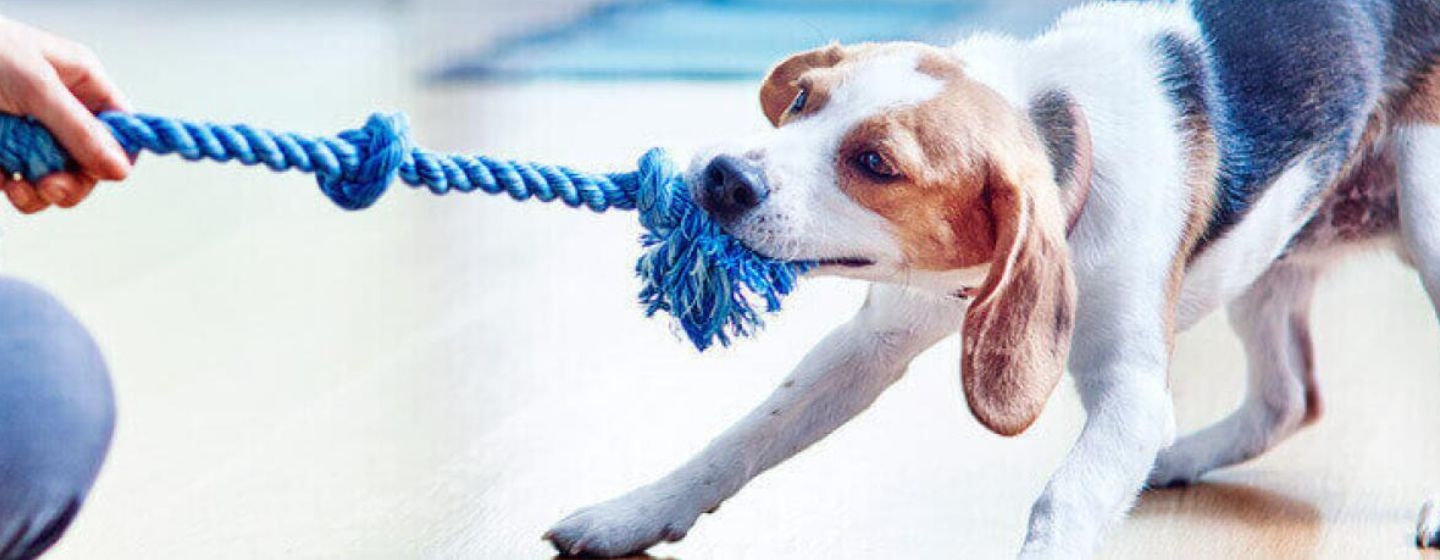 Cómo limpiar los dientes de tu perro