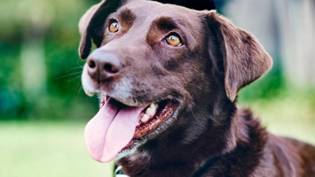 Cómo influye la salud dental en la felicidad de tu perro