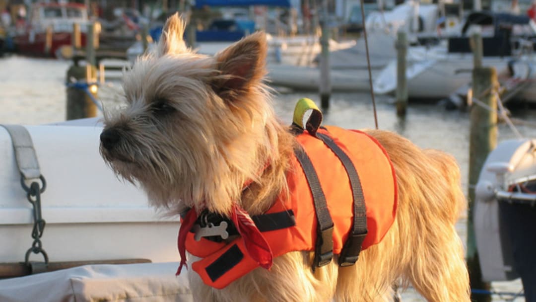 Viajar con perro en barco