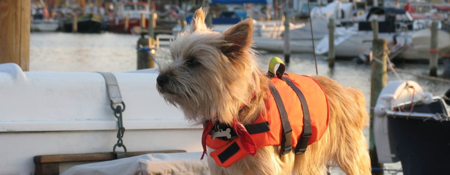 Viajar con perro en barco