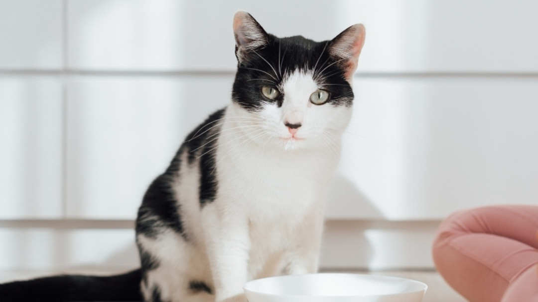 Las ventajas de darle a tu gato pienso sin cereales
