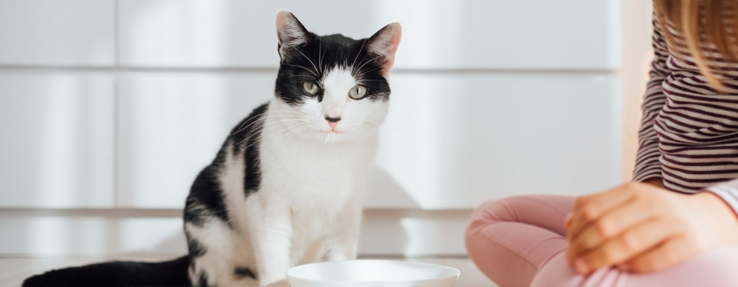 Las ventajas de darle a tu gato pienso sin cereales