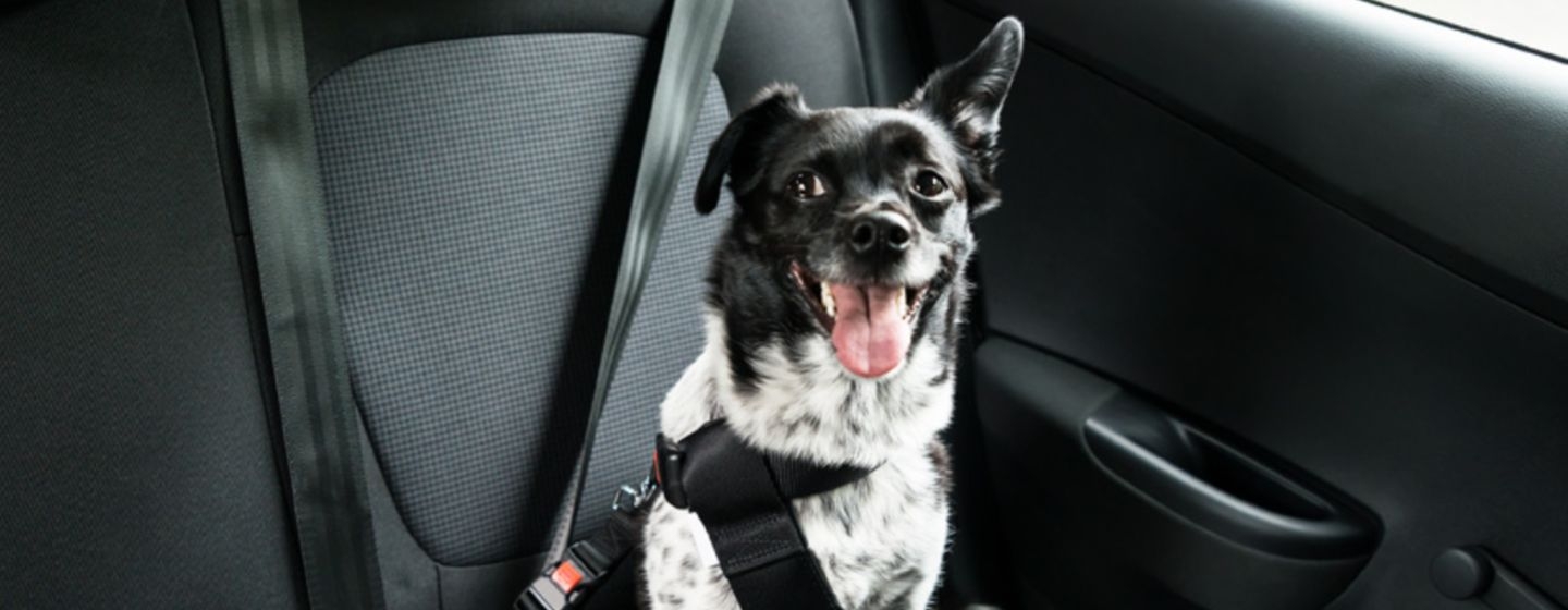 Viaje seguro con tu perro: el cinturón de seguridad