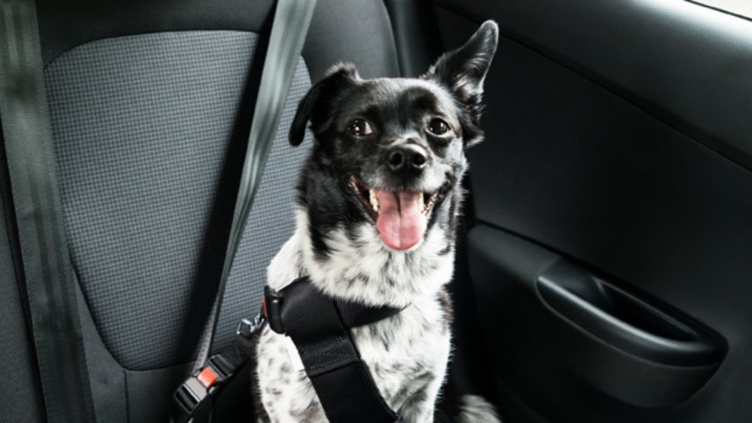 con tu perro cinturón de seguridad |