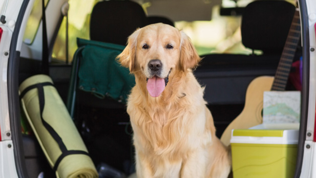 Viajar con perro en coche
