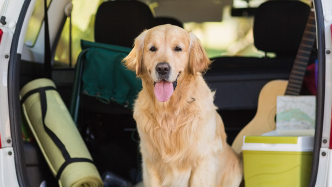 Viajar con perro en coche