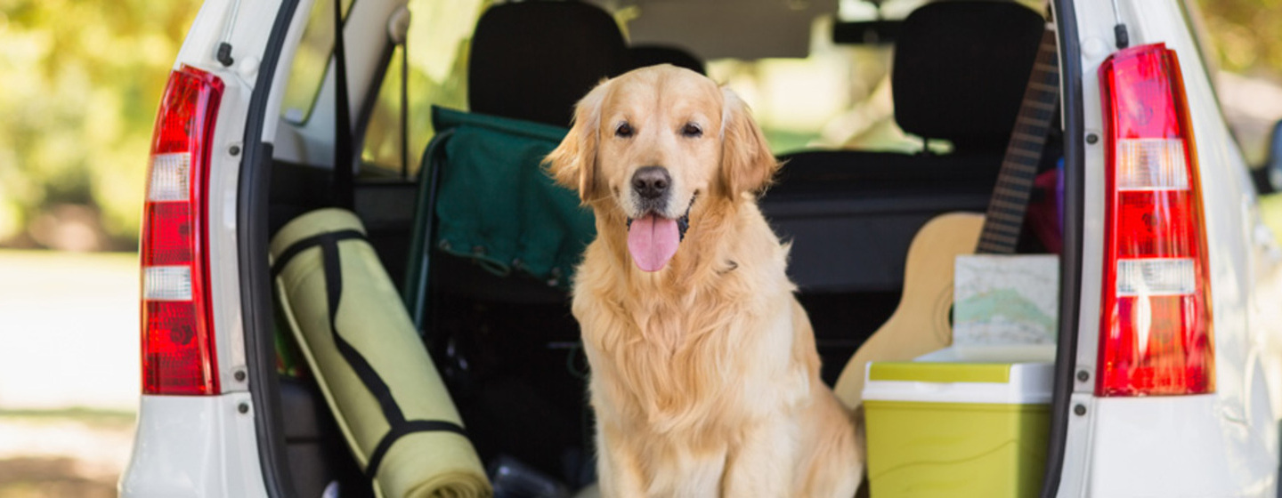 Cómo viajar con un perro en el coche?