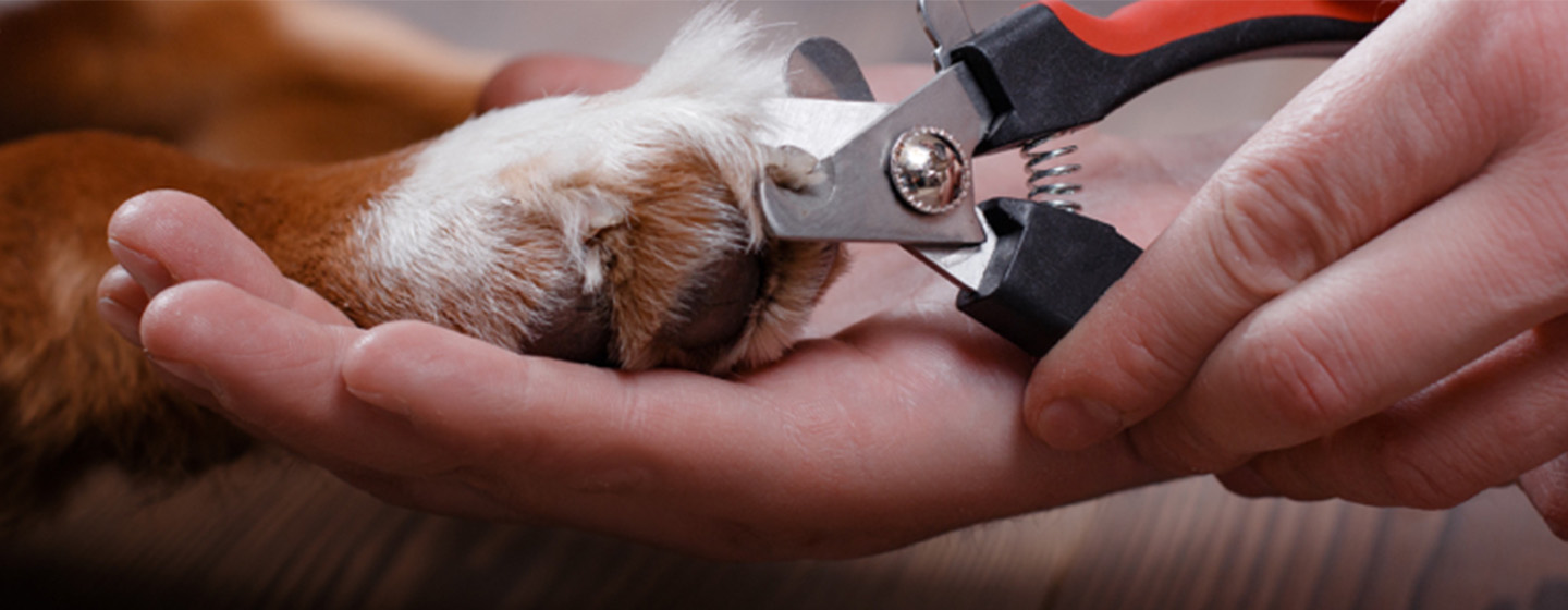 Sentirse mal moco límite Cómo cortarle las uñas a tu perro en 7 pasos | Purina®
