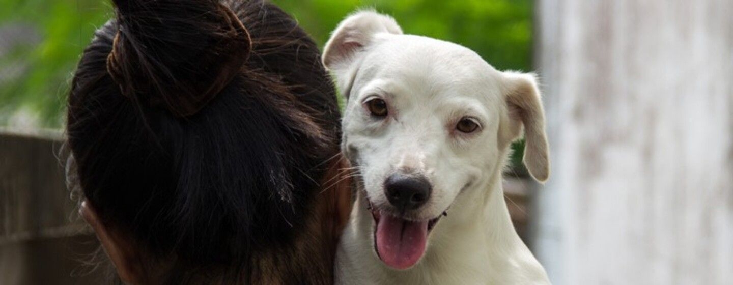 Cuánto cuesta adoptar un perro