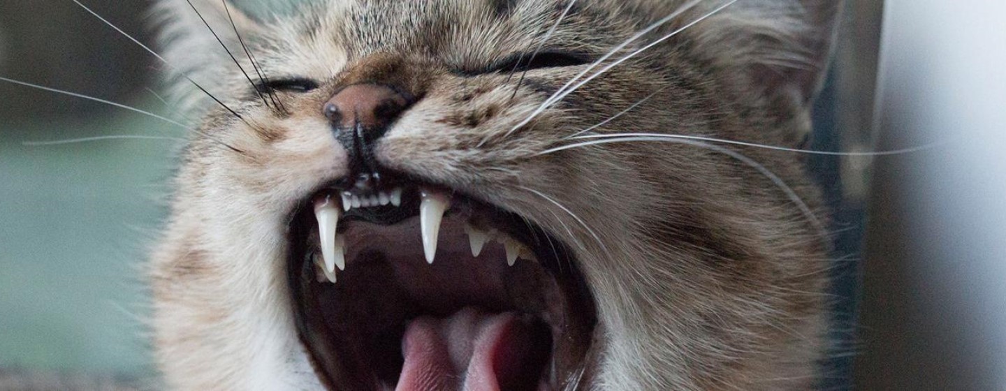 dientes gato