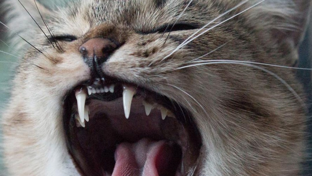 Cuántos dientes tiene un gato? | Purina®