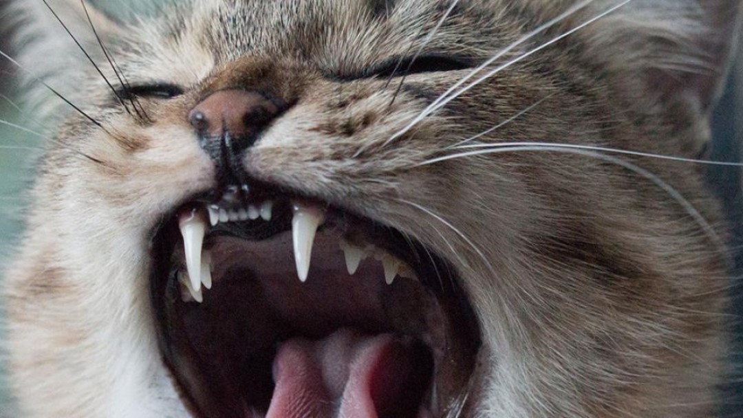 dientes gato