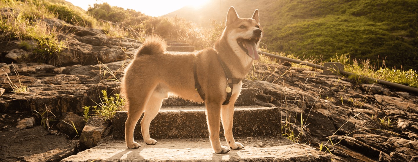 dog on a rock